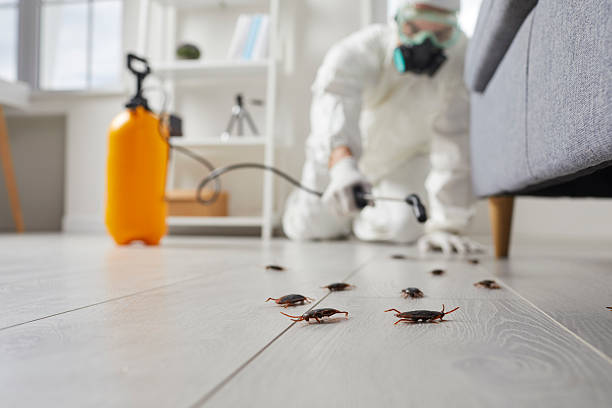 Post-Treatment Bed Bug Interceptor Monitoring in Twin Grove